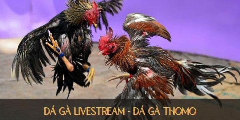 da-ga-thomo-live-truc-tiep-cuc-hap-dan