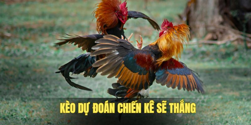 da-ga-noi-keo-du-doan-con-thang
