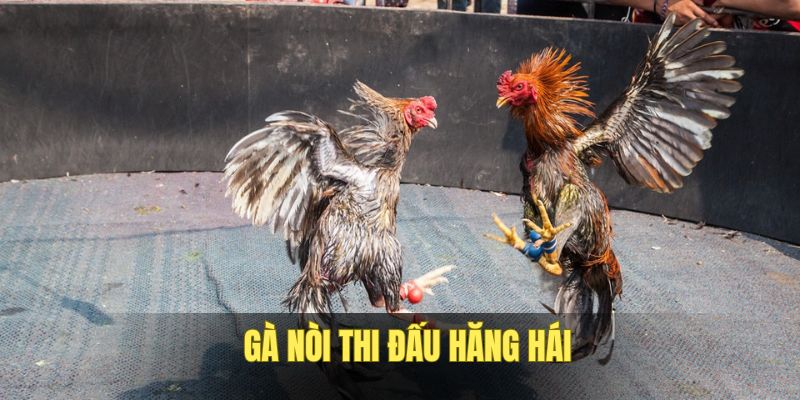 da-ga-noi-thi-dau-hang-hai