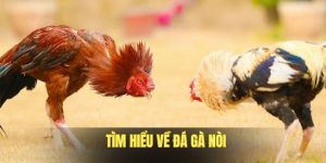 doi-net-co-ban-ve-da-ga-noi