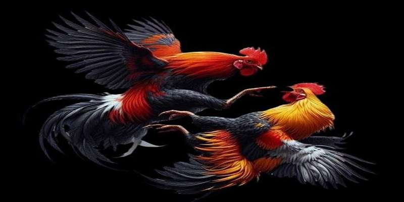 nhung-hinh-thuc-dau-ke-pho-bien-nhat-2025
